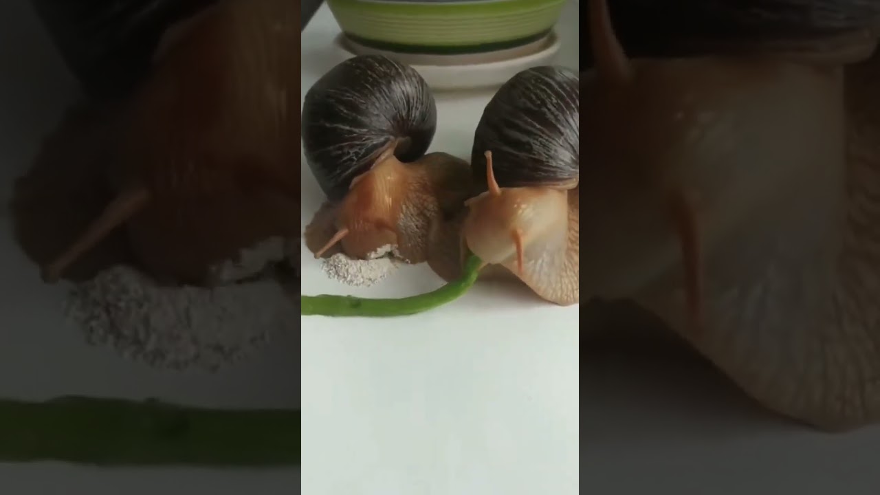 It's amazing to see snail with a mouth