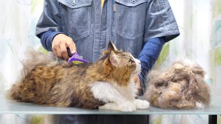 As a result of using a Furminator for a large cat with long hair, it is surprising!