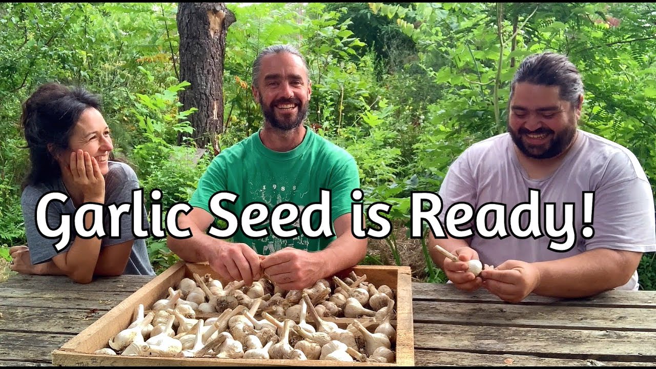 Seed Garlic Available!