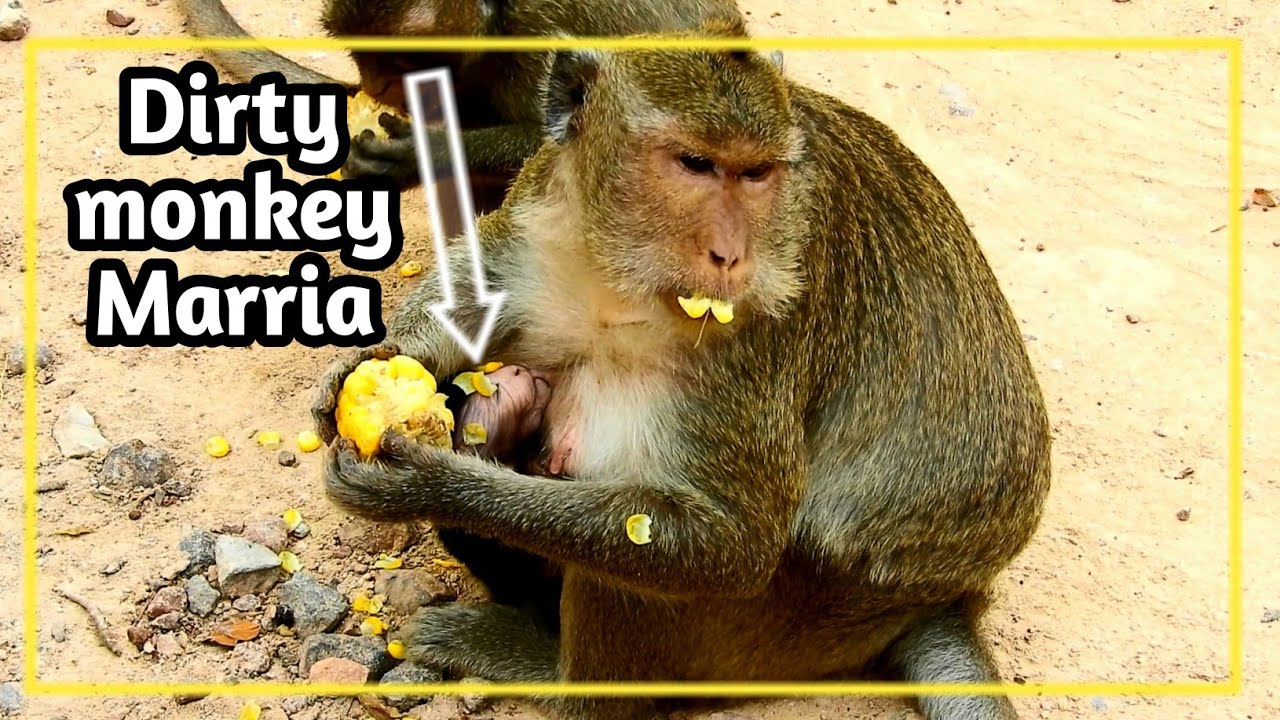 happy monkey münster speisekarte Part2 7days Maddix Born, Marria are Dirty Monkey | Marria Make Alot of Corn Full Face Maddix,