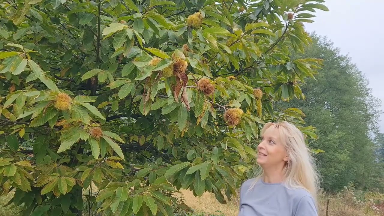 Pitomi kesten - bodljikavo čudo