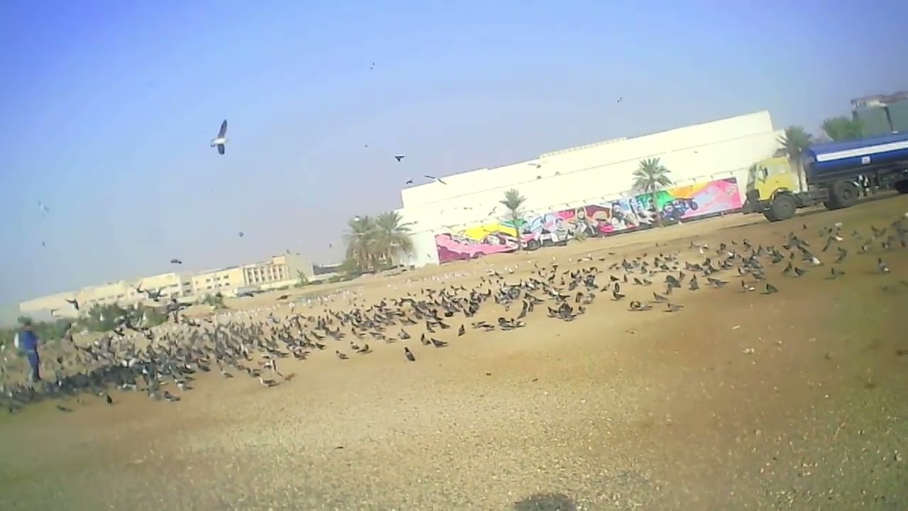 | Chance Daily Scooter Ride | Jeddah Daily Commute and Stop By with a Bunch of Dove Feeding.