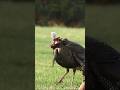 Стрела полетела и игра окончена! 🏹🔥#shorts#shortsviral #shortsfeed #turkey#hunting
