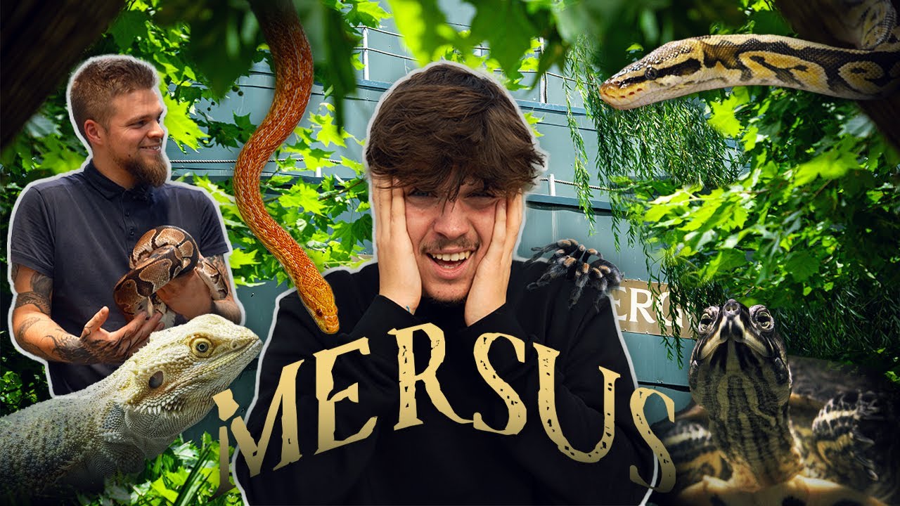 🐍 SERPENTS & MYGALES : Qui sont-ils vraiment ?