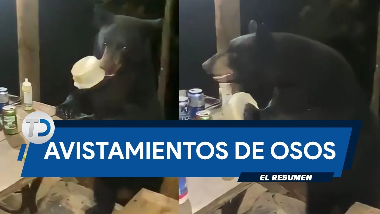 RESUMEN 2022 | Avistamientos de osos en Monterrey