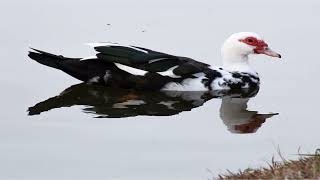 Momento Malum Today Episode 172 Chinese Duck Genetics