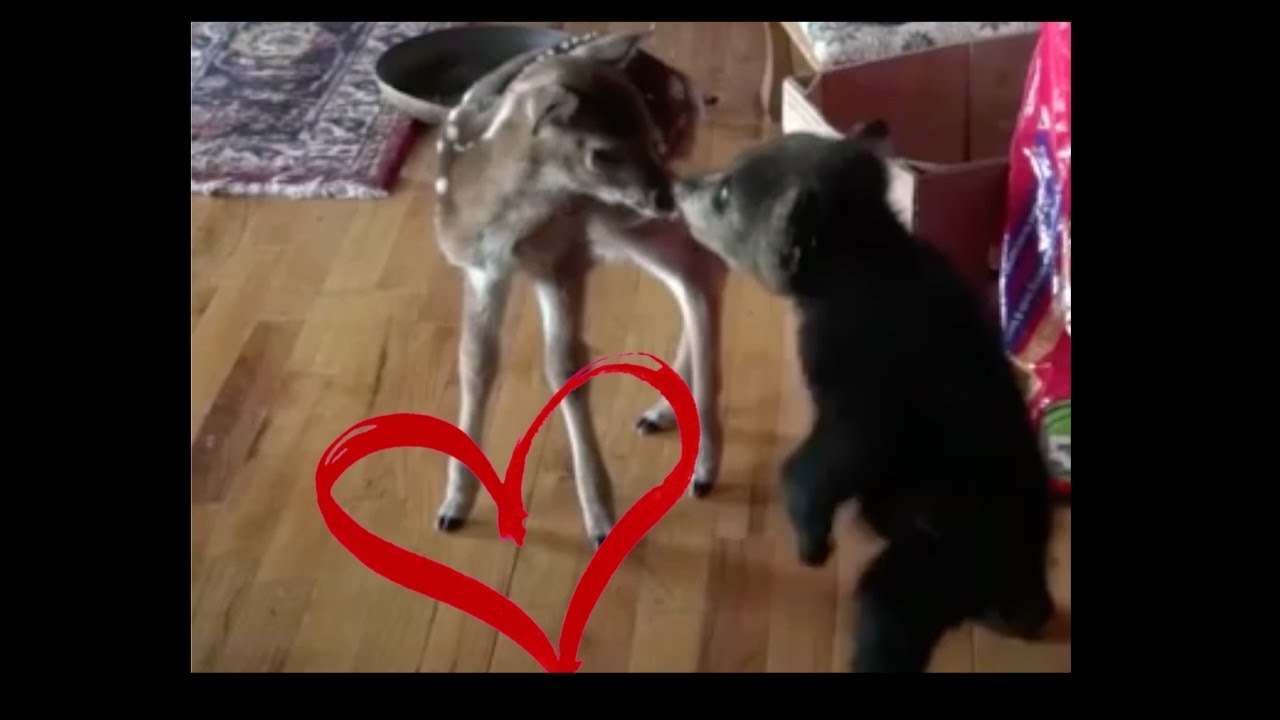 Baby Bear And Baby Deer Fall In Love Cub And Fawn Youtube Baby Bear And Baby Deer Fall In Love Cub And Fawn Youtube