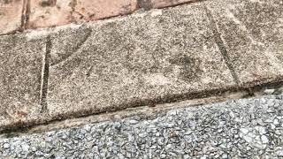 Confusing ants by removing the scent trail