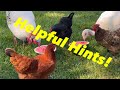 Keep Your Chickens Cool This Summer!