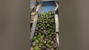 High-speed avocado 🥑 tray fillers ​⁠@packlinetech