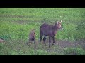 Cute Fluffy Waterbuck Calf | Ranger Insights