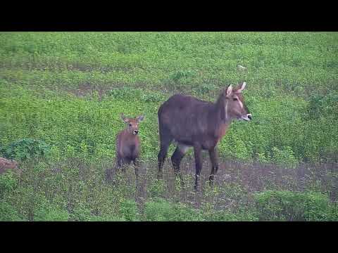 Cute Fluffy Waterbuck Calf | Ranger Insights
