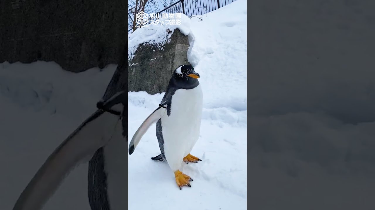 旭山動物園】どんどん歩く🐧ジェンツーペンギン [Asahiyama Zoo