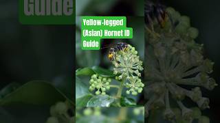 Yellow-legged (Asian) hornet vs European hornet – Whats the Difference?