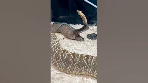 Живородящая Гремучая рожает одну змею за другой.