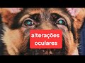 ALTERAÇÕES OCULARES EM ANIMAIS Thalita Portugal Veterinária está ao vivo!