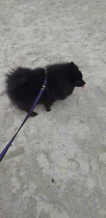 NO .MORE BEACH WALK DAYS SINCE YOUR GONE NOW MY CUTE K9 BUDDY