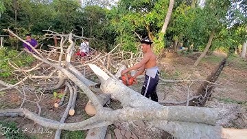 Vua Khỉ Cưa Cây Cóc. Master of the chainsaw man cut down a toad tree
