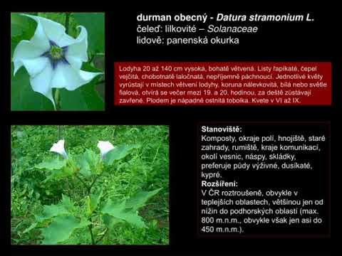 Video: Čeleď Lamiaceae: stručný popis