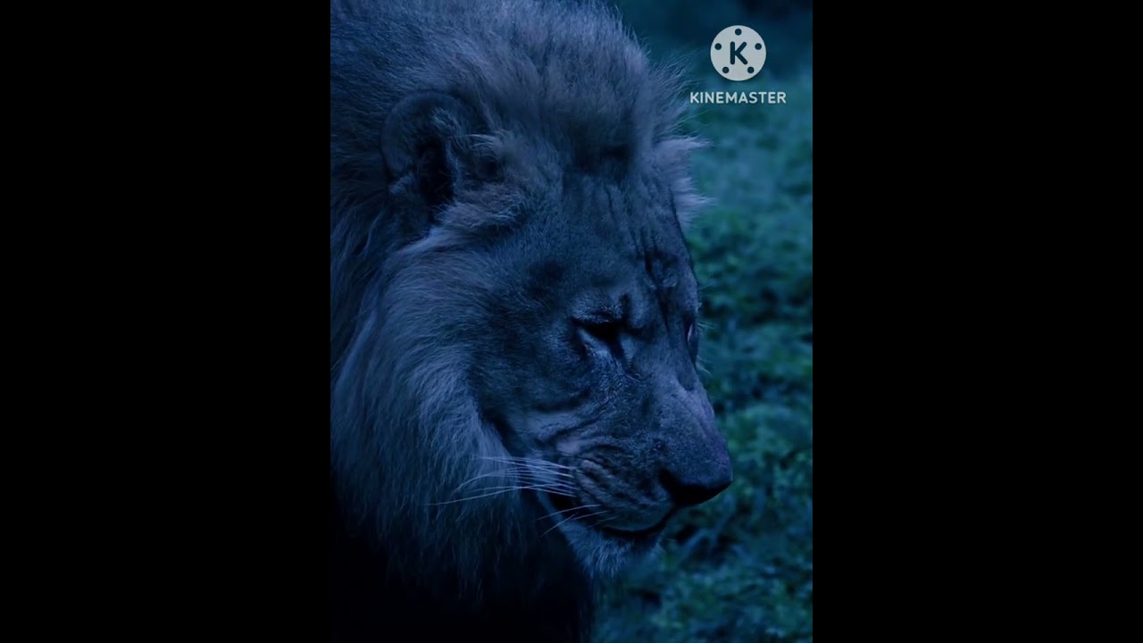 Big cats #viral #youtube #short #video #bigcat 