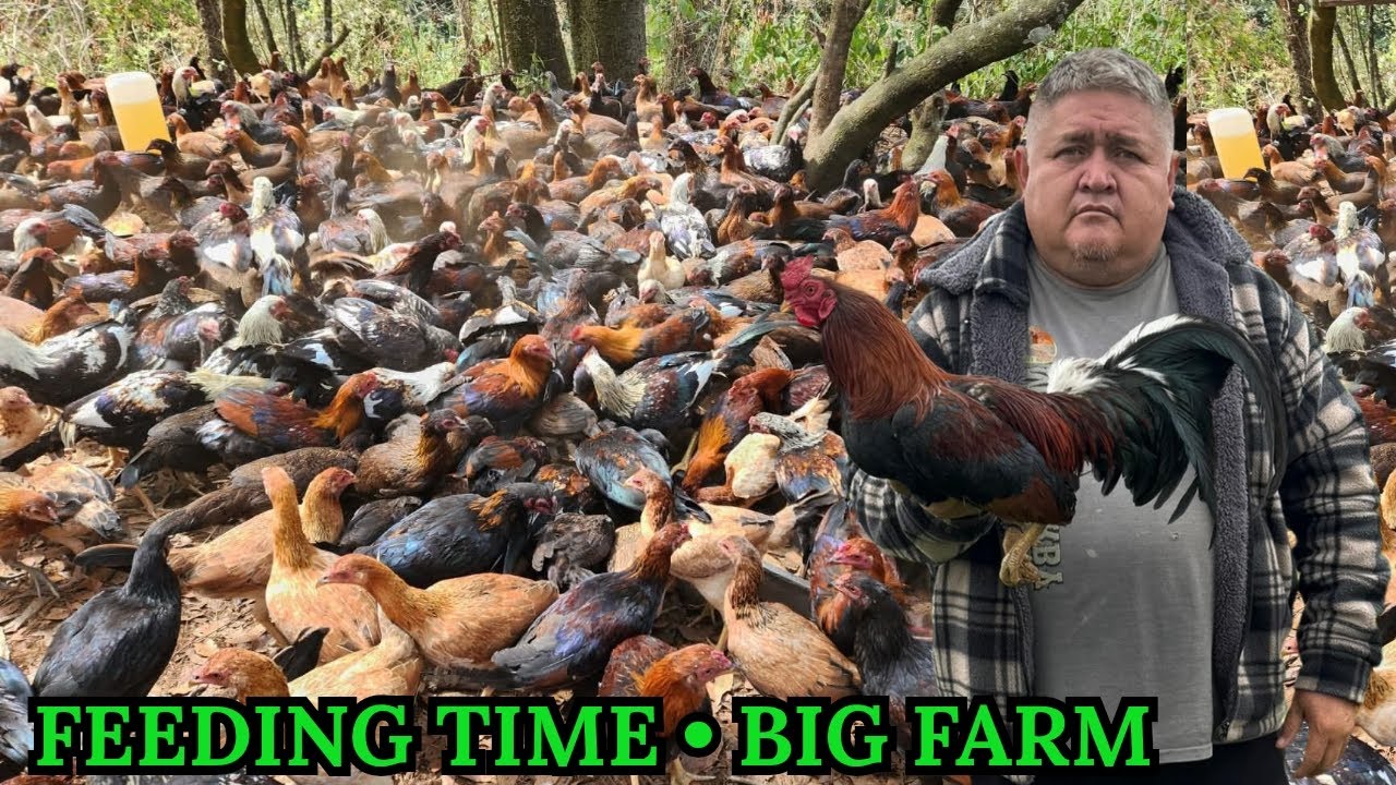 Mexico Big Farm Feeding Time Free Range Shape Outdoor Chicken Coop 