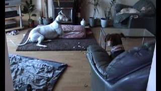 Greyhounds home alone