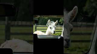 Download Lagu Funny Lama #lama #reels MP3