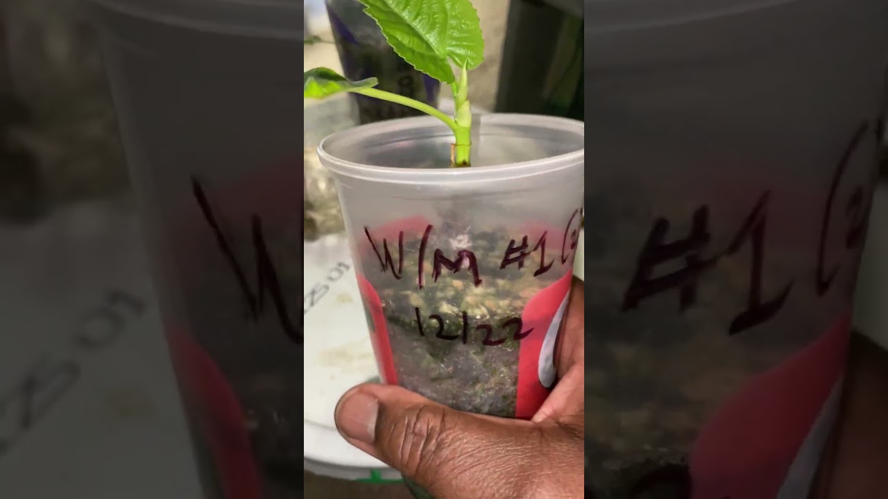 Черенки инжира с верхушечной почкой