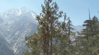 Chilgoza Pinus Gerardiana Harvesting In Kinnaur Himachal Pradesh Shooter Bharat Kumar...