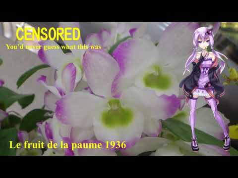 【Yuzuki Yukari】椰子の実 1936；The fruit of the palm 1936【Vocaloid 5】結月ゆかり