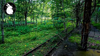 森に沈んだ駅の廃墟 国鉄白糠線 上茶路駅跡 【廃墟探索】