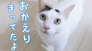 たくさんお喋りしてお出迎えしてくれる猫