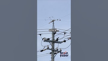 Why Birds Don’t Get Electrocuted Science Explainer.