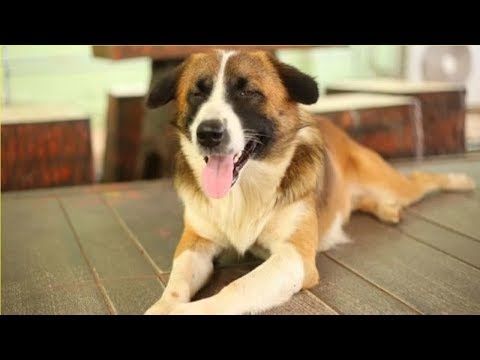 Vidéo: Comment vivre avec un chien aveugle
