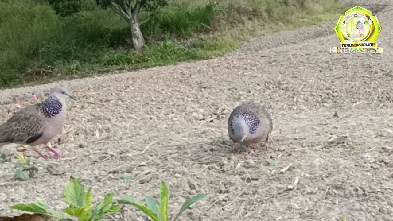 BL CERDIK H474R 2 PIKAT TOP