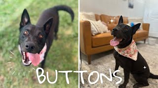 Buttons- the perfect kids friend, dog playmate, and cat companion!