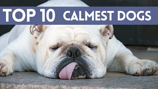 Top 10 CHILLEST Dog Breeds by Animal Life 122 views 3 months ago 4 minutes, 57 seconds