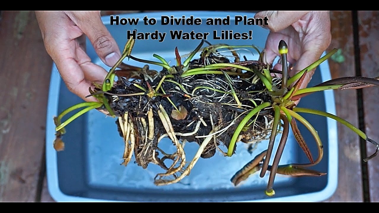 Divided waters book report