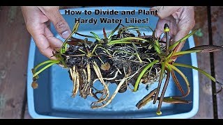 How to Divide and Plant Hardy Water Lilies!
