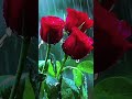 love sog🌹🌹🌹🩵🩵#subscribe #share #like