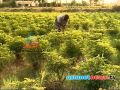 Pesticide Vegetable Crops Tamil Nadu