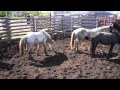 Wild horses fighting, establishing position at sort