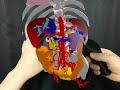 Magicleap2 mixed reality holographic anatomy by 3d ct scanning