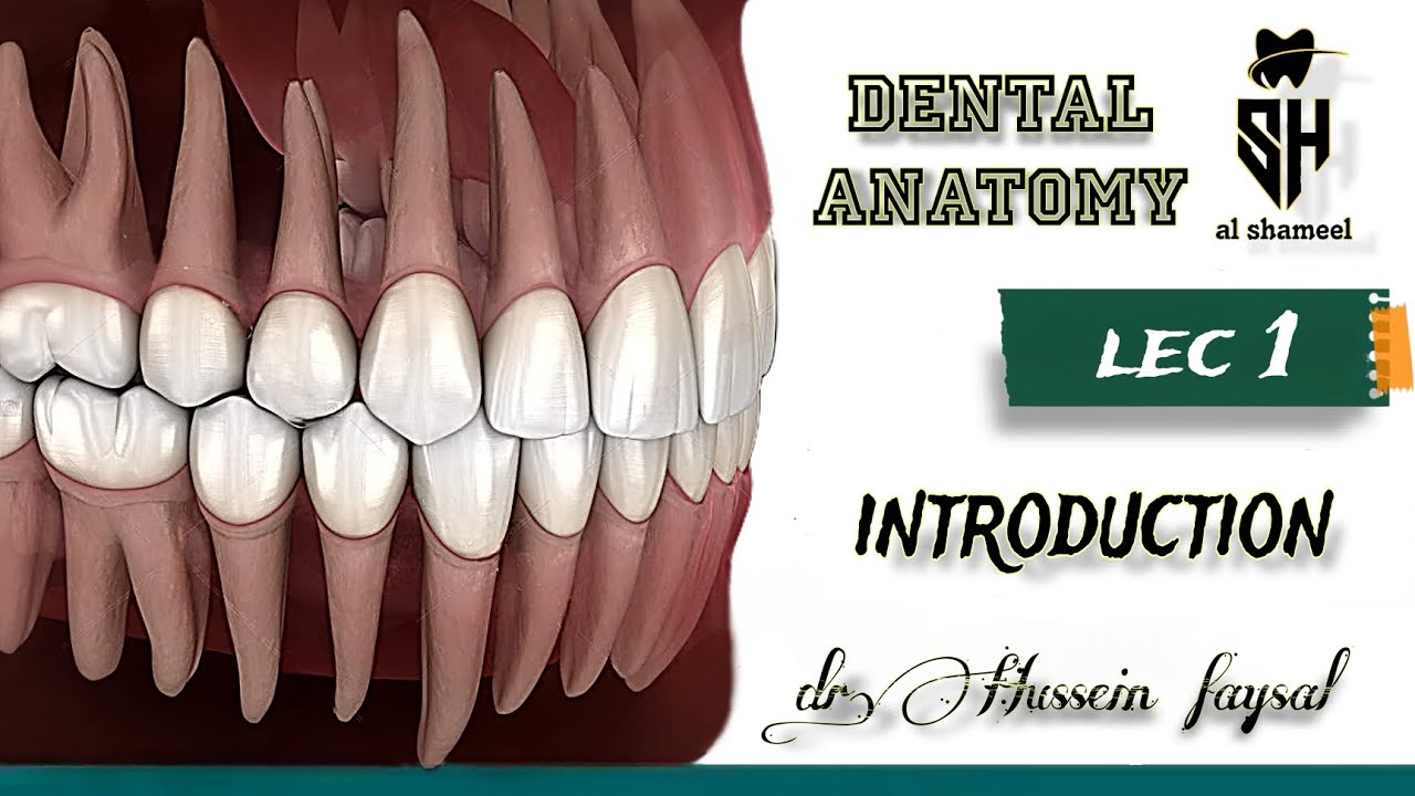 dental anatomy Introduction lec.1 l تشريح أسنان المرحله الاولى . المحاضره الاولى المقدمة طب الأسنان