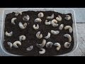 カブトムシの飼育　幼虫マットの交換　3月　Grub Grub Grub Grub Grub Grub Grub Grub
