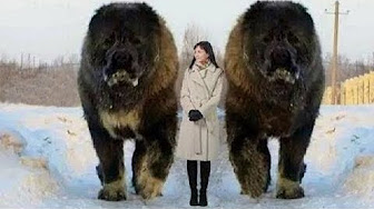 大型犬甘える Youtube