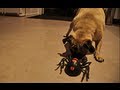 Pug vs Spider