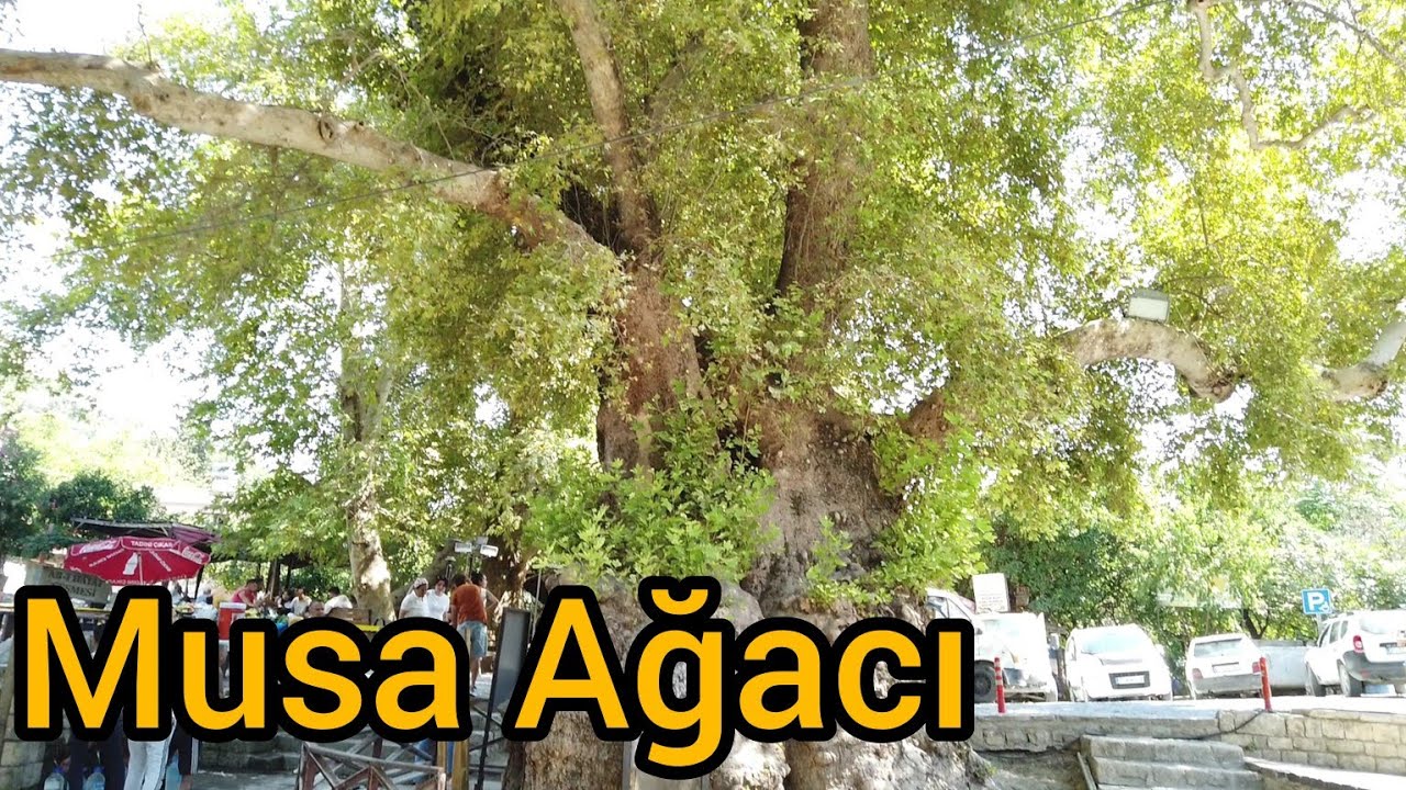 Musa Ağacı