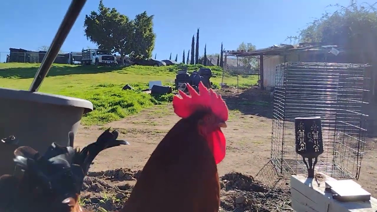 Chickens Foraging, Drinking Purified Water & Eating Veggies/Grains (chick coop bunk beds vid 3of5)