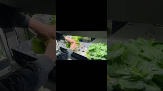 Hydroponic Baby Bok Choy